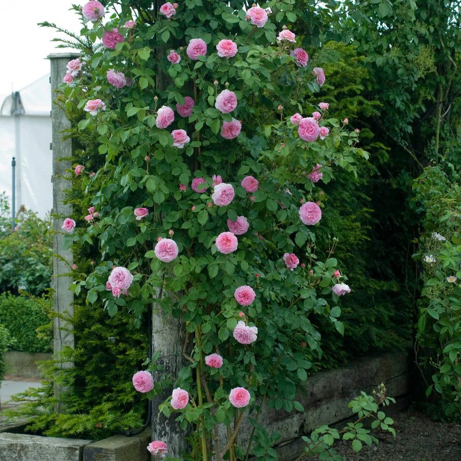 James Galway - David Austin Rose
