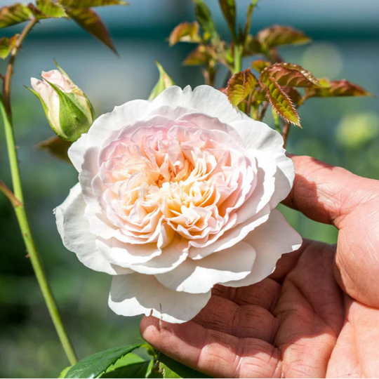 Emily Bronte - David Austin Rose