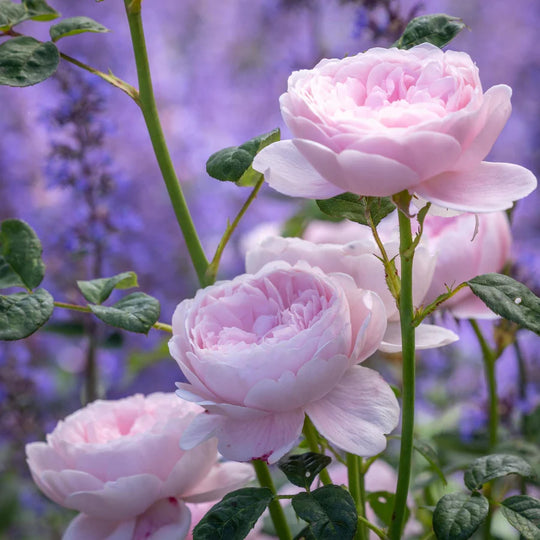 Queen of Sweden - David Austin Rose