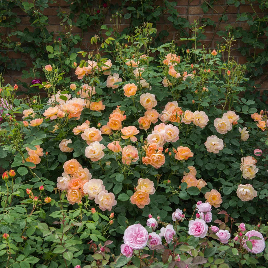The Lark Ascending - David Austin Rose