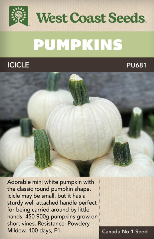 Pumpkin Icicle - West Coast Seeds