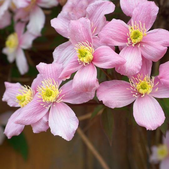 Clematis Montana Elizabeth