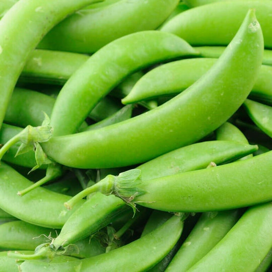 Snap Peas Sugar Snap Vine Jumbo - Ontario Seed Company