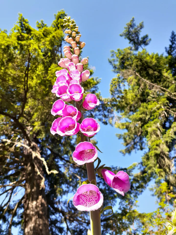 Wild Foxglove - Eagleridge Seeds