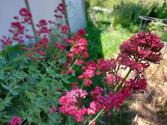 Red Valerian (Jupiter's Beard) - Eagleridge Seeds
