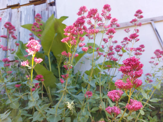 Red Valerian (Jupiter's Beard) - Eagleridge Seeds