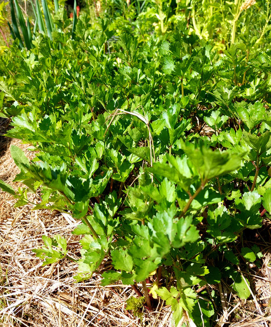 Pink Plume Celery - Eagleridge Seeds