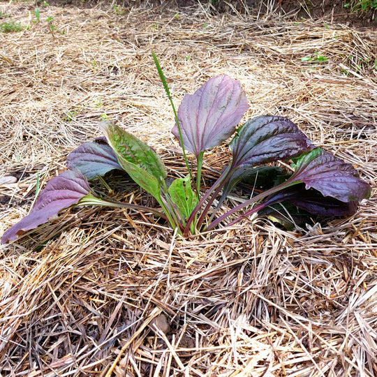 Red Plantain - Eagleridge Seeds