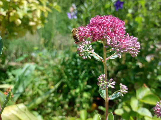 Sedum Stone Orpine - Eagleridge Seeds