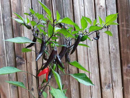 Pepper Murasaki Purple Sweet - Eagleridge Seeds