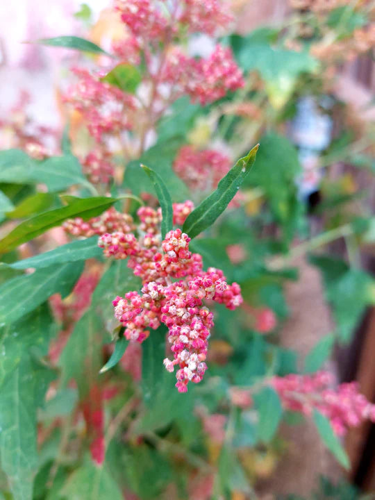 Quinoa Brilliant Rainbow - Eagleridge Seeds