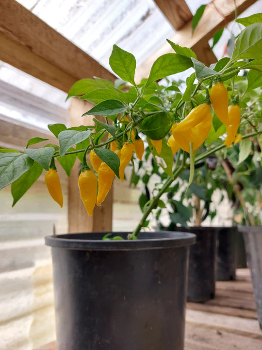 Pepper Aji Limon - Eagleridge Seeds