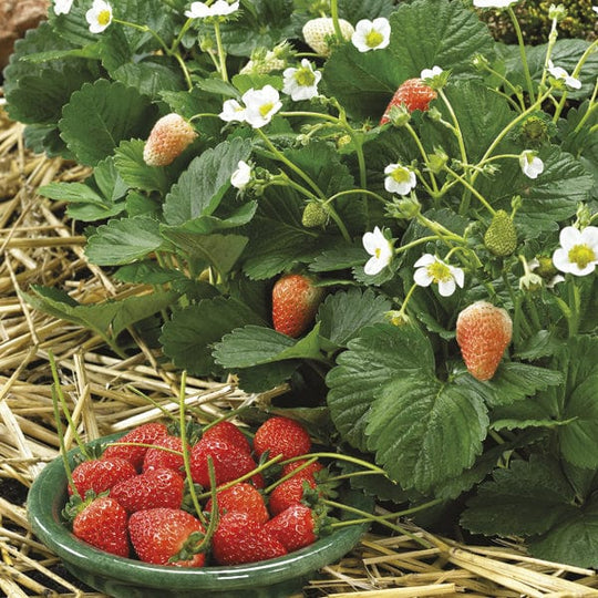 Strawberry Delician - Mr. Fothergill's Seeds
