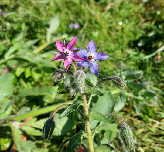 Borage - Eaglerisge Seeds