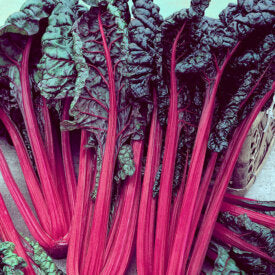 Swiss Chard Rhubarb - Ontario Seed Company