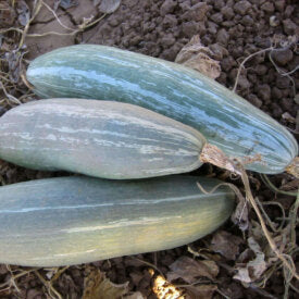 Squash Guatemalan Blue - Ontario Seed Company