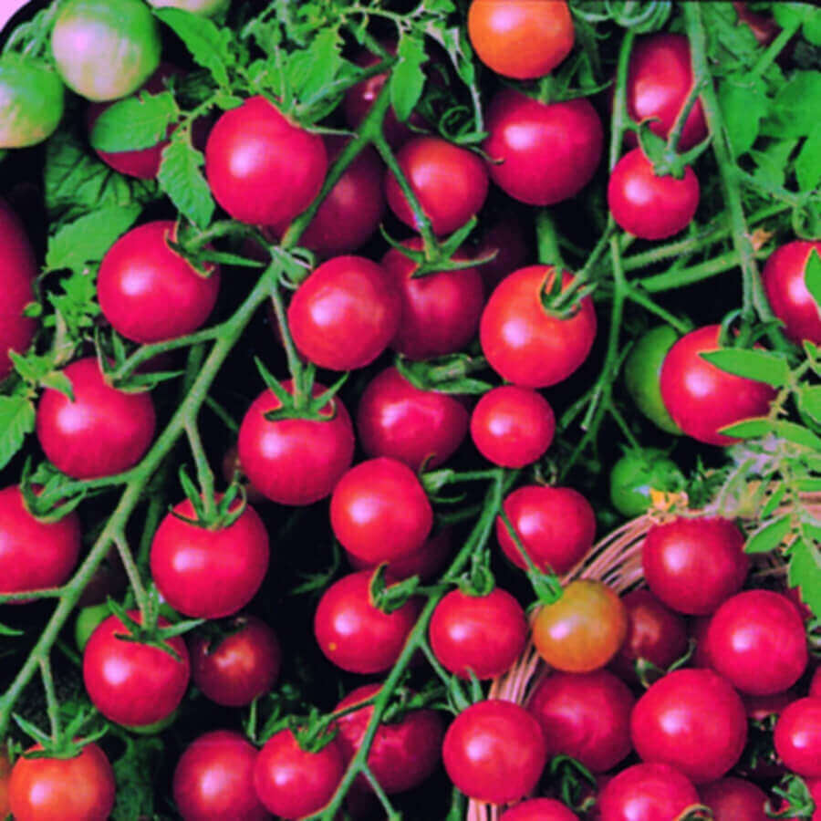 Tomato Sweetie Cherry - Ontario Seed Company