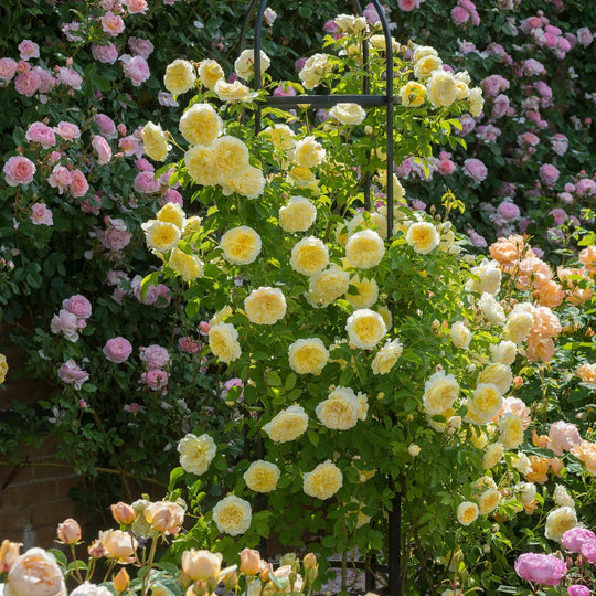 The Pilgrim - David Austin Rose