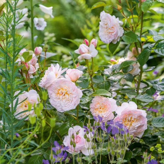 Emily Bronte - David Austin Rose