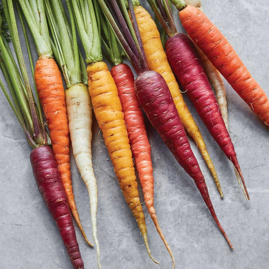 Carrot Kaleidoscope Blend - Burpee Seeds