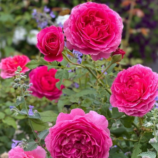 Gabriel Oak - David Austin Rose