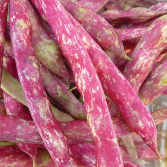 Bean Dwarf Horticultural Taylor - Ontario Seed Company