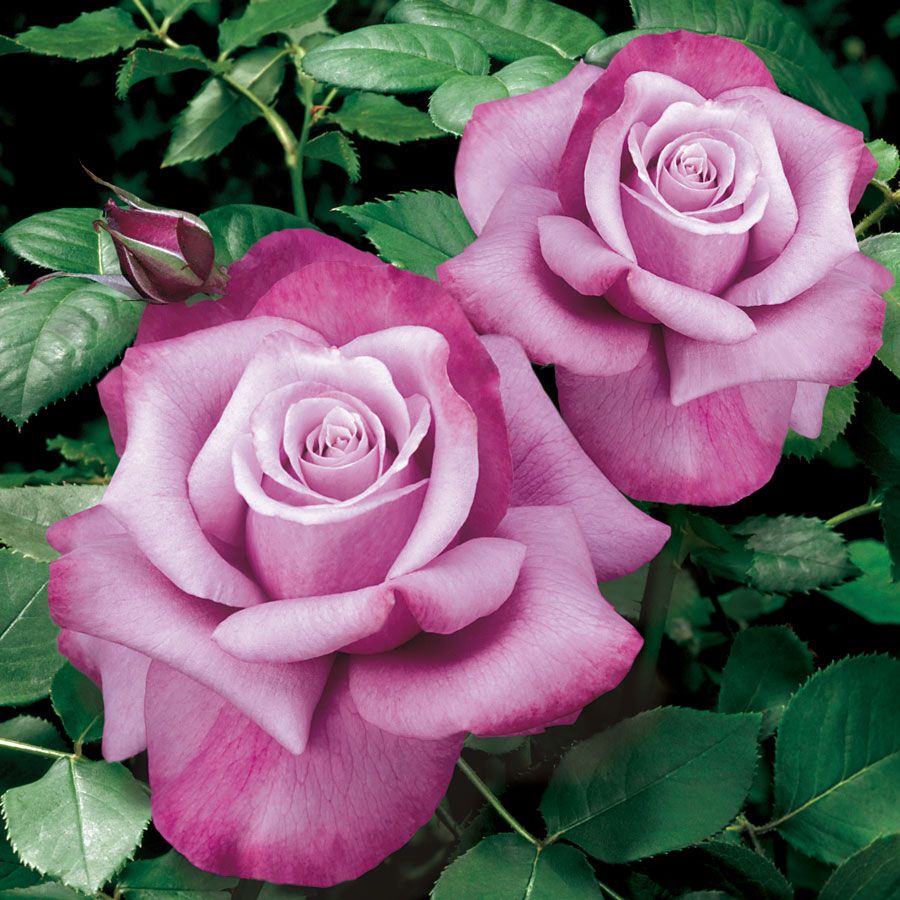 Barbra Streisand - Star Roses and Plants
