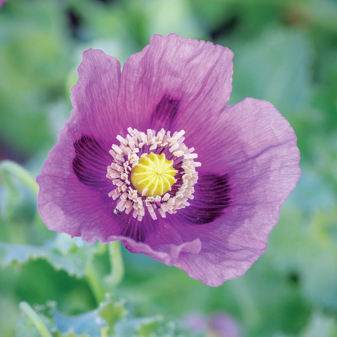 Poppy Hungarian Blue - Burpee Seeds