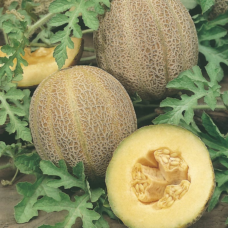 Melon Emir F1 - Mr. Fothergill's Seeds