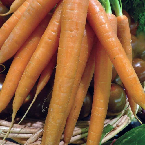 Carrot Tendersweet International - Aimers Seeds