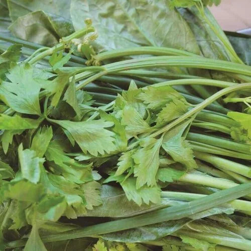 Celery Chinese Tianjin Hybrid International - Aimers Seeds