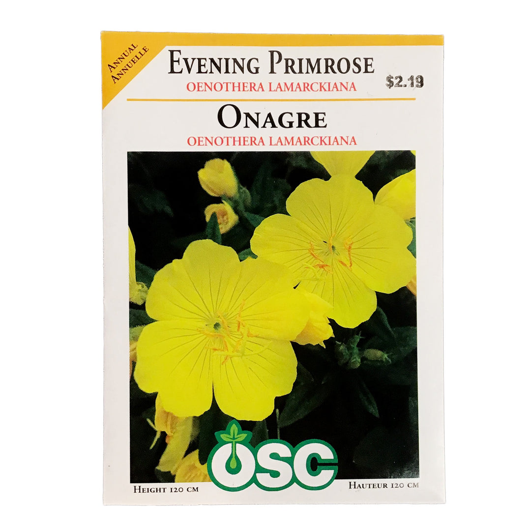 Evening Primrose Oenothera - Ontario Seed Company