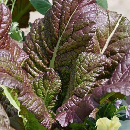 Mustard Greens Osaka Purple International - Aimers Seeds