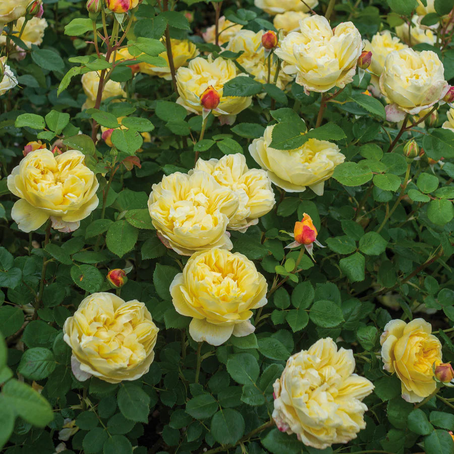 Charles Darwin - David Austin Rose