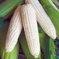 Sweet Corn Burpee's Triple Crown White Hybrid - Burpee Seeds