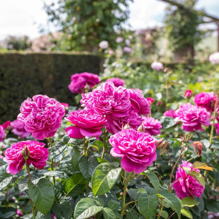 James L. Austin - David Austin Rose
