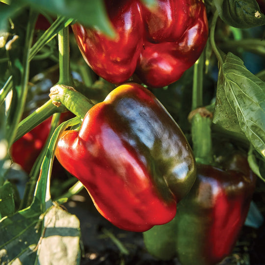 Organic Pepper California Wonder - Burpee Seeds