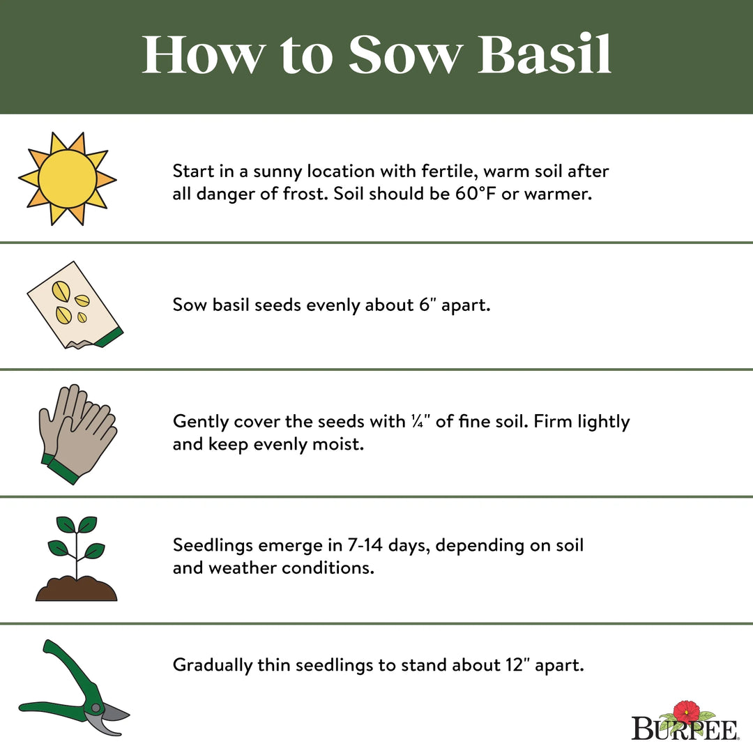 Basil Genovese - Burpee Seeds