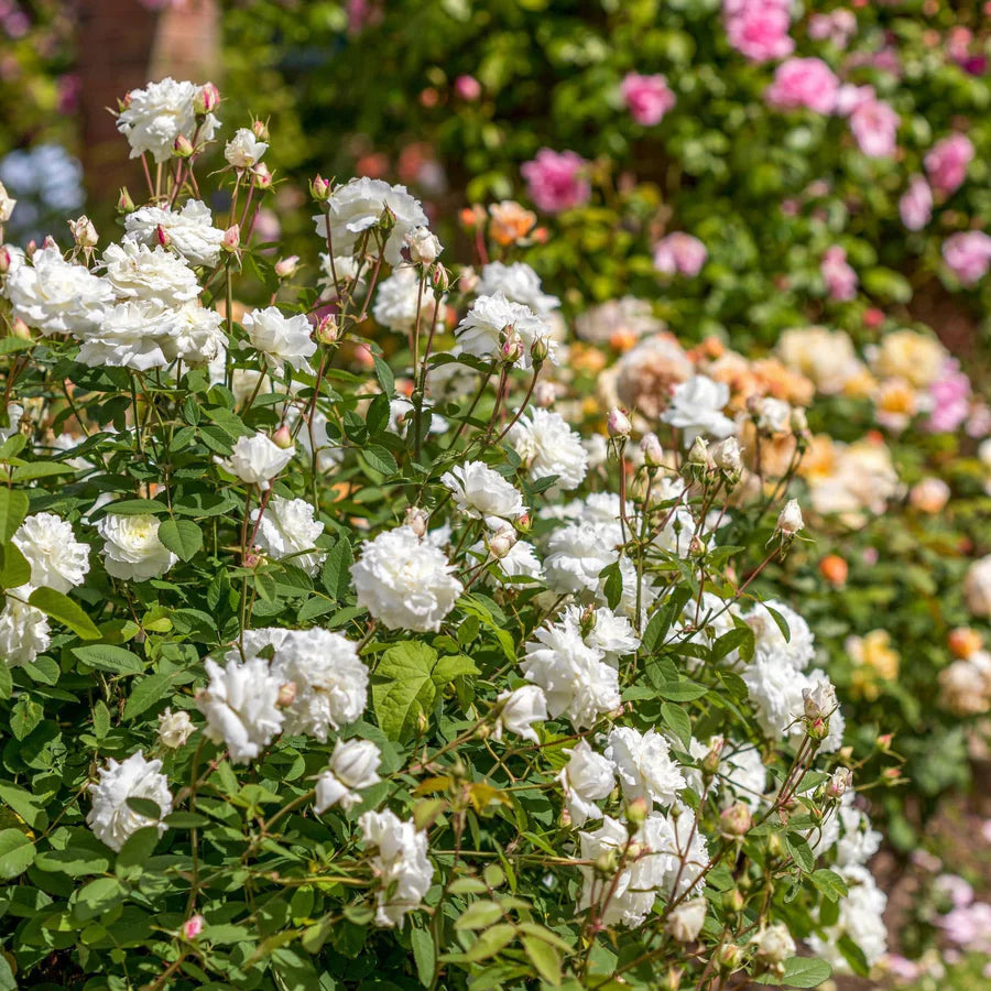 Susan Williams-Ellis - David Austin Rose