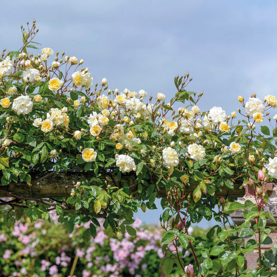 Malvern Hills - David Austin Rose