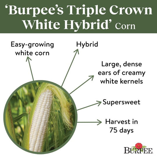 Sweet Corn Burpee's Triple Crown White Hybrid - Burpee Seeds