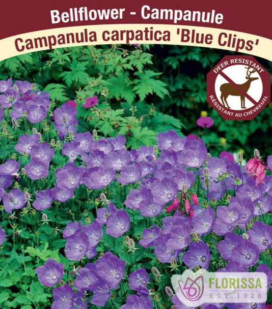 Campanula - Blue Clips, 1 pack