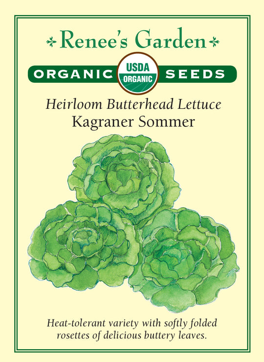 Organic Lettuce Kagraner Sommer - Renee's Garden