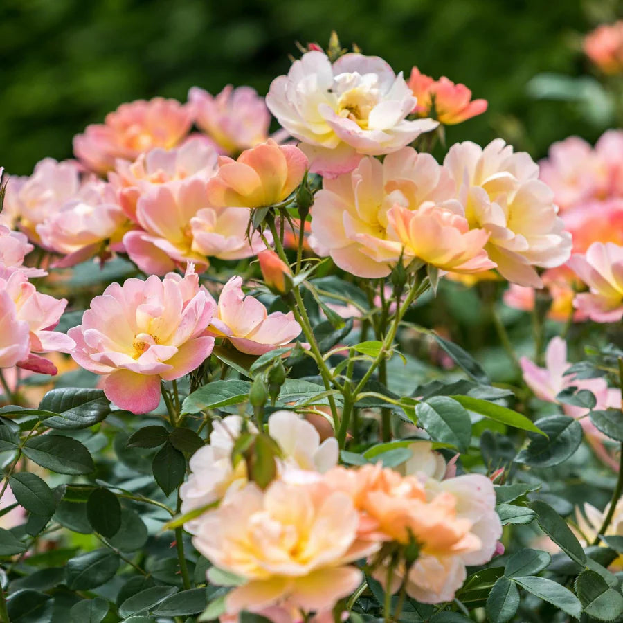 The Lark Ascending - David Austin Rose