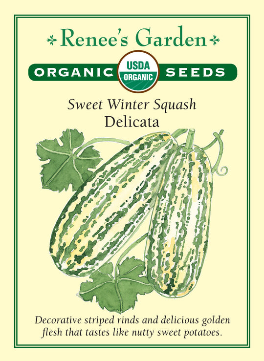 Organic Squash Delicata (Winter) - Renee's Garden