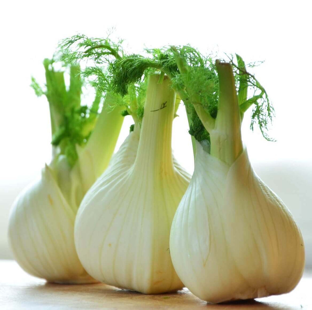 Fennel Florence - Ontario Seed Company