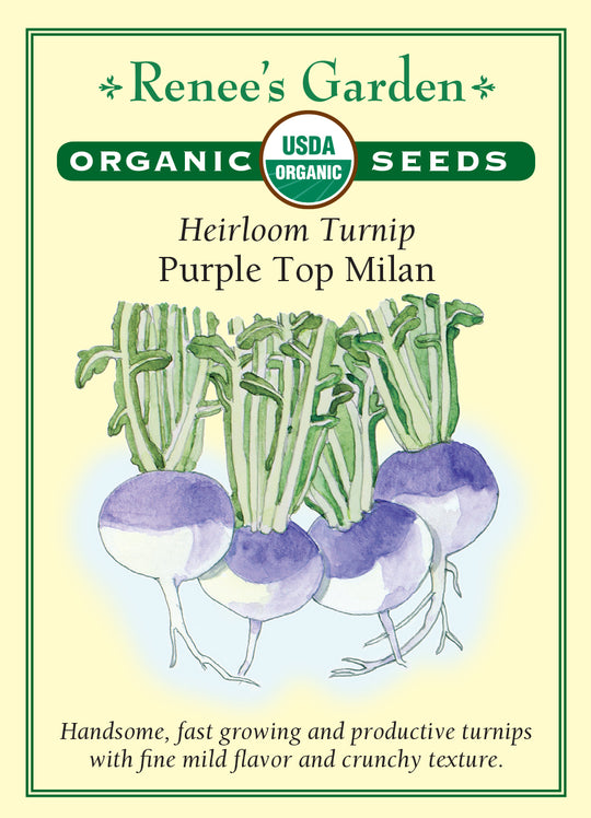 Organic Turnip Purple Top Milan - Renee's Garden