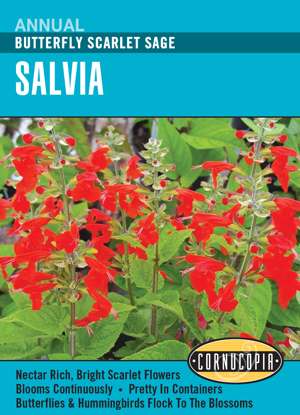 Salvia Scarlet Sage - Cornucopia Seeds