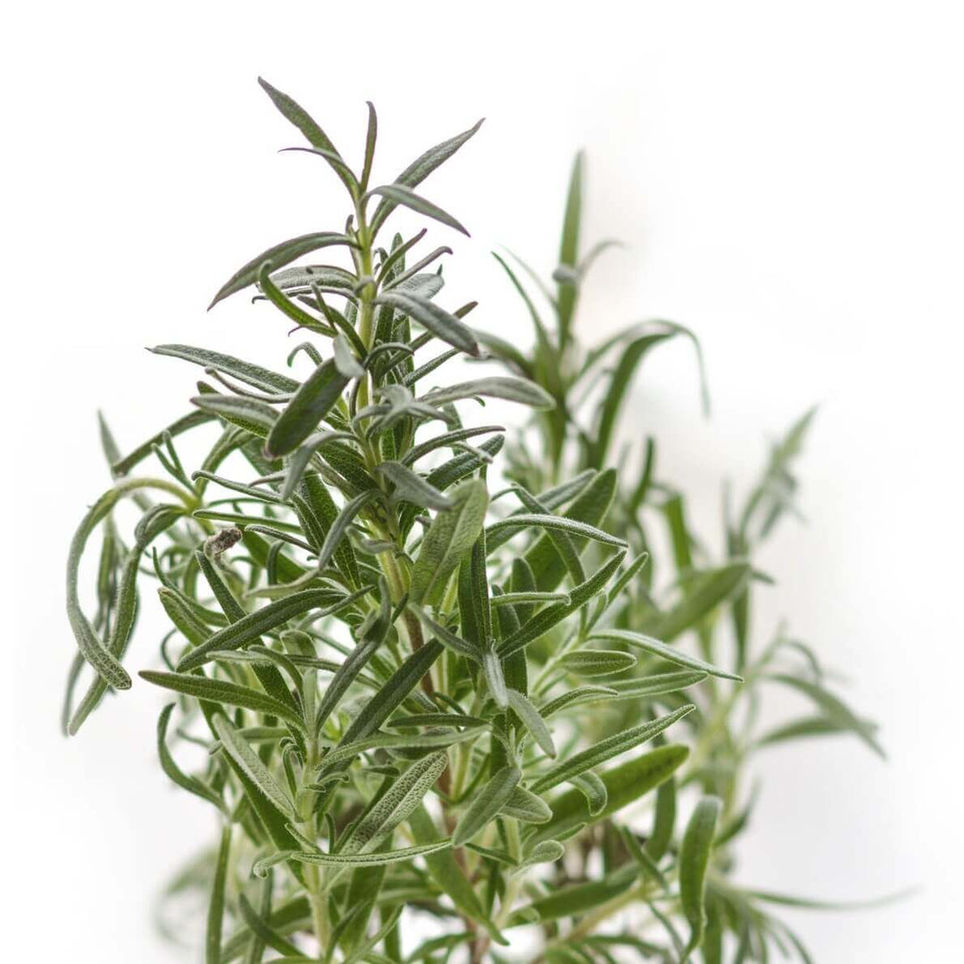 Rosemary - Ontario Seed Company