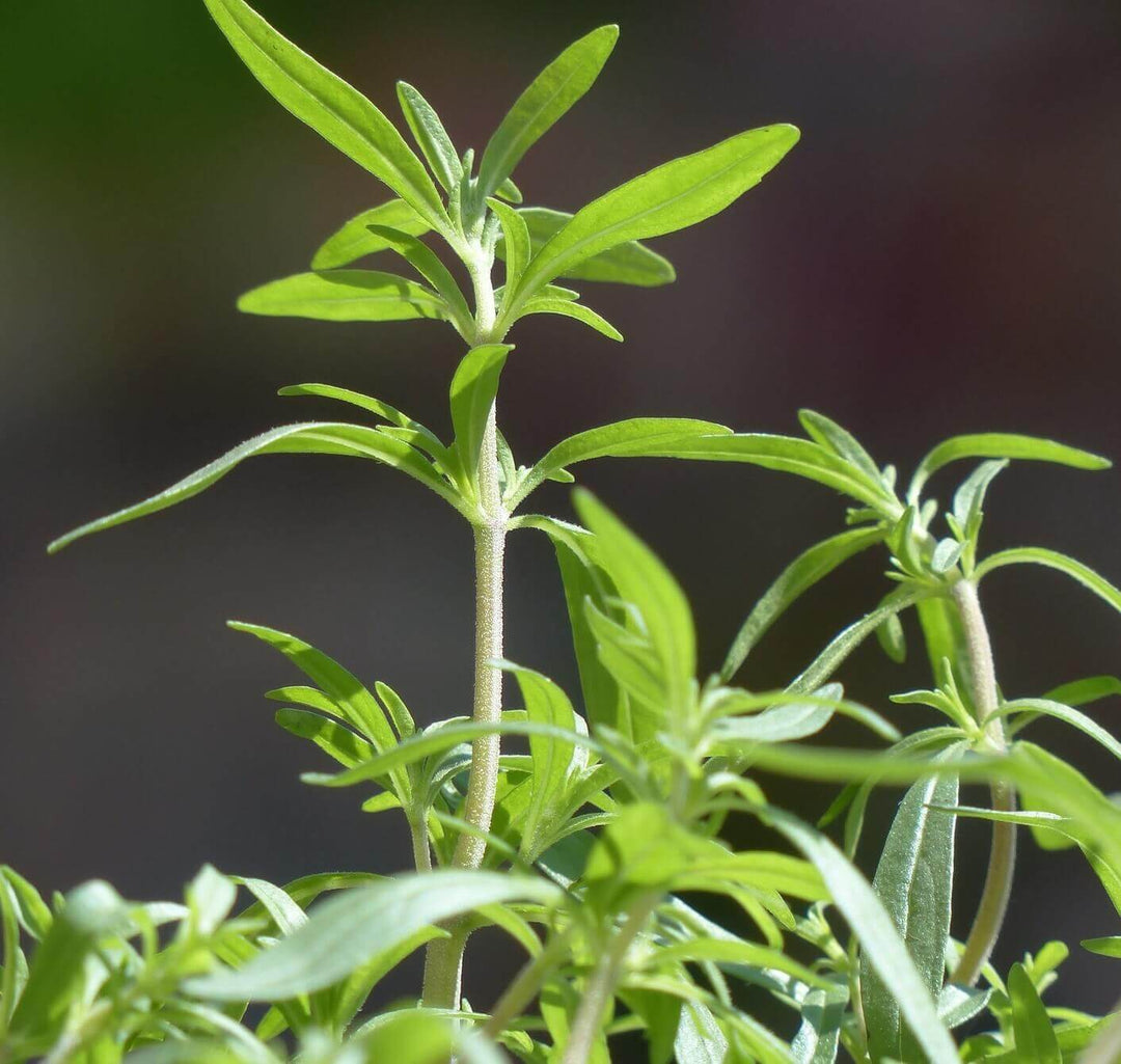 Summer Savory - Ontario Seed Company